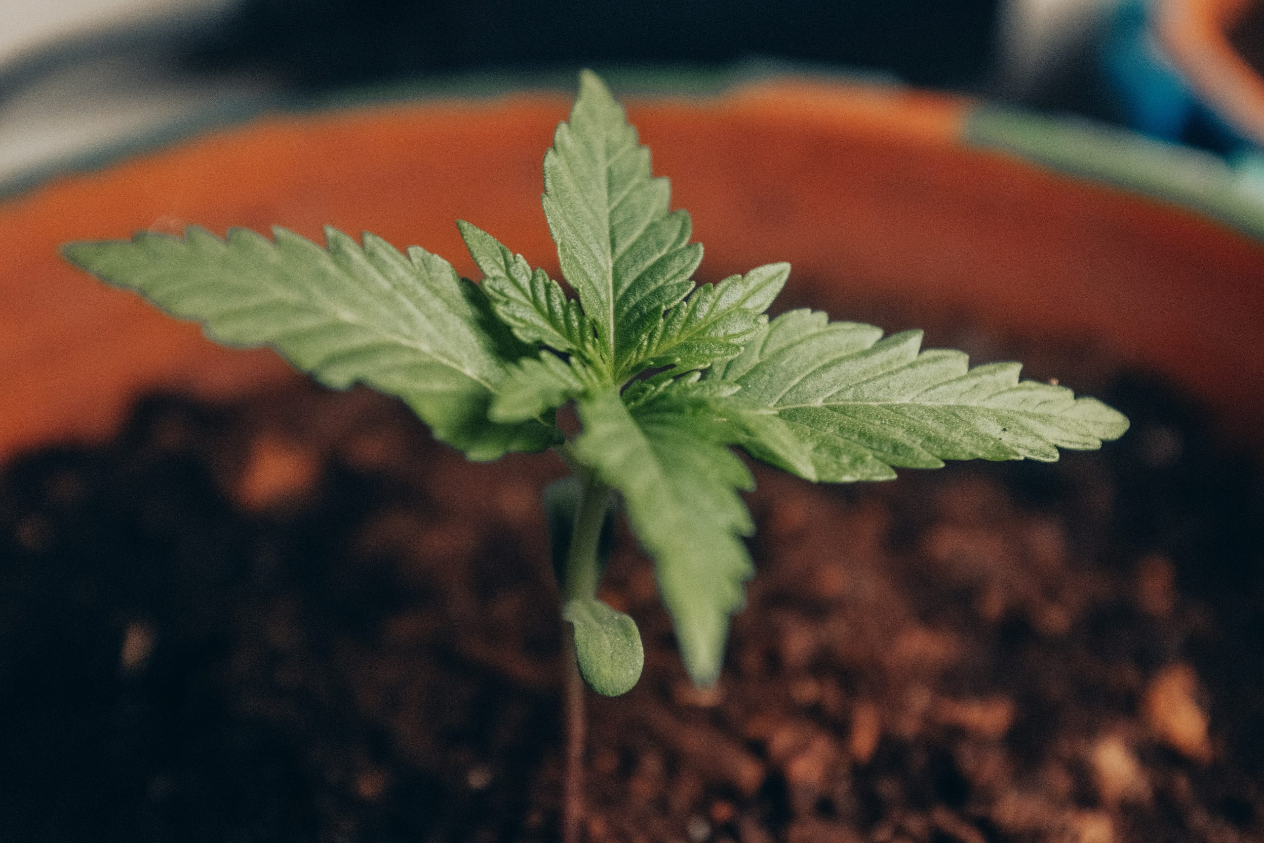 A Guide to Growing Your Own Hemp for CBD