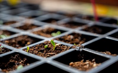 3 Tips When Starting Your Indoor Grow Tent
