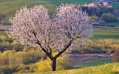 Cherry Trees: 5 Tips for Maintenance and Disease Prevention