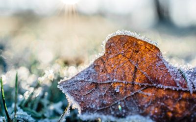 How to preserve your garden through the winter chill