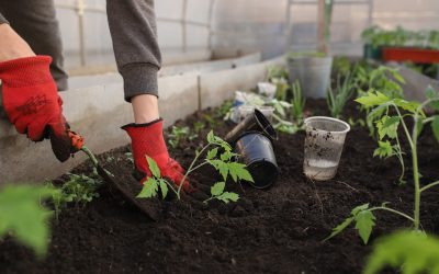 Top Tips for Boosting Your Vegetable Garden