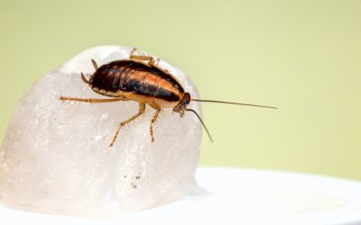 3 Useful Pest Control Tips to Keep Your Home Free from Pests
