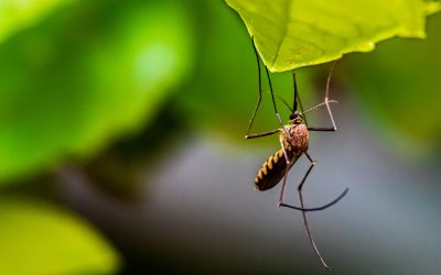 Helpful Tips to Prevent Mosquitoes from Bugging You This Spring