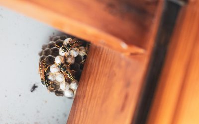 When to Call a Professional Pest Control Service: Signs you can’t Ignore