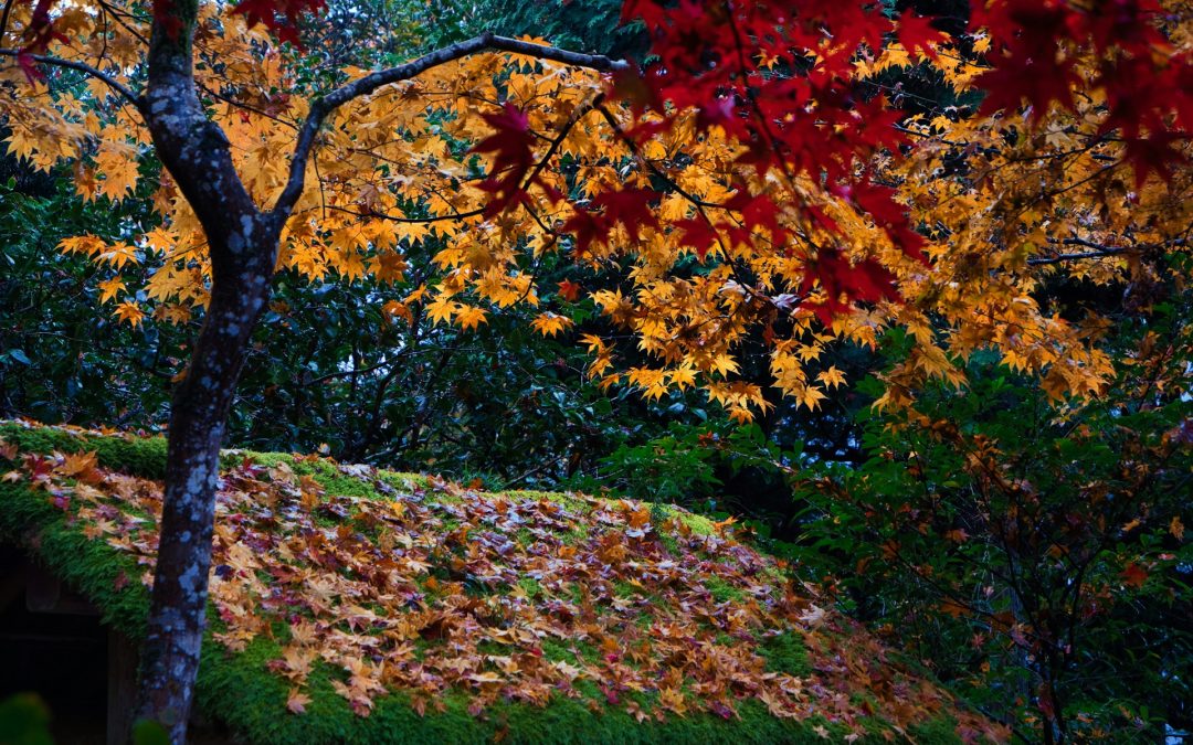 How Autumn Landscaping Can Help Sell Your Home Faster?