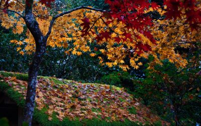 How Autumn Landscaping Can Help Sell Your Home Faster?